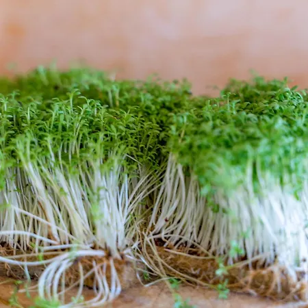 Grossschedl Zum Kramerwirt Mini-hôtel 3*